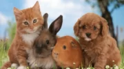 cat, dog, rabbit and Guinea pig