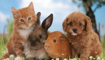 cat, dog, rabbit and Guinea pig