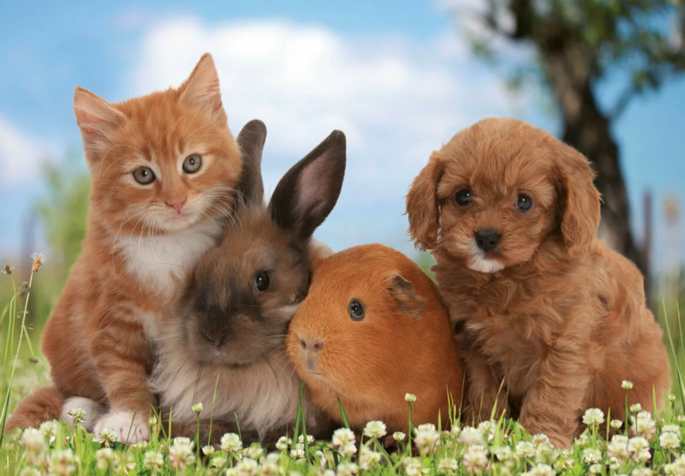 cat, dog, rabbit and Guinea pig