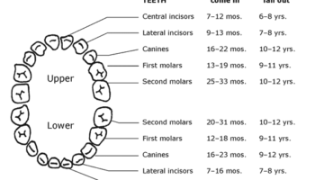 teeth