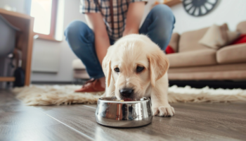 How to feed a puppy correctly