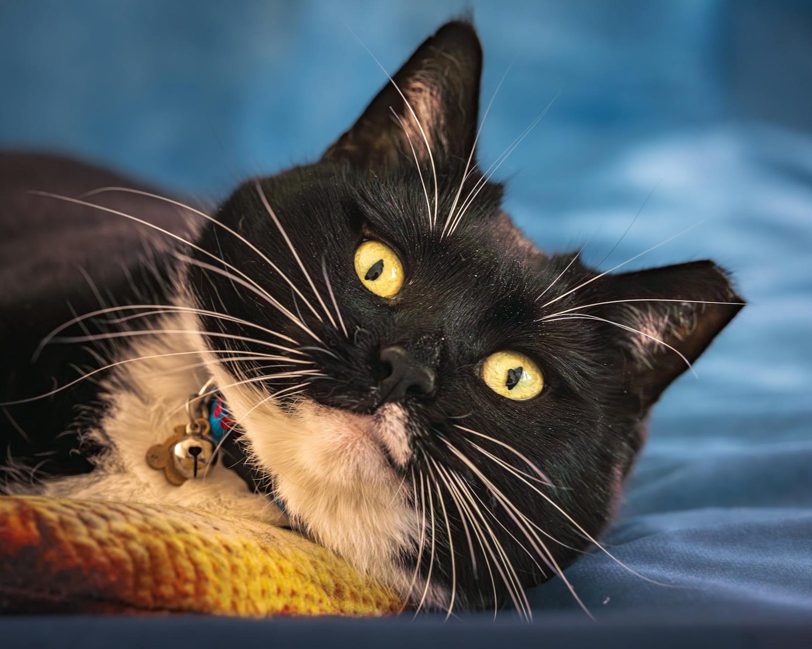 Do our pets really like us?