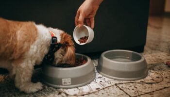 Best Dog Food for Small Breeds in 2026: Vet-Approved Picks